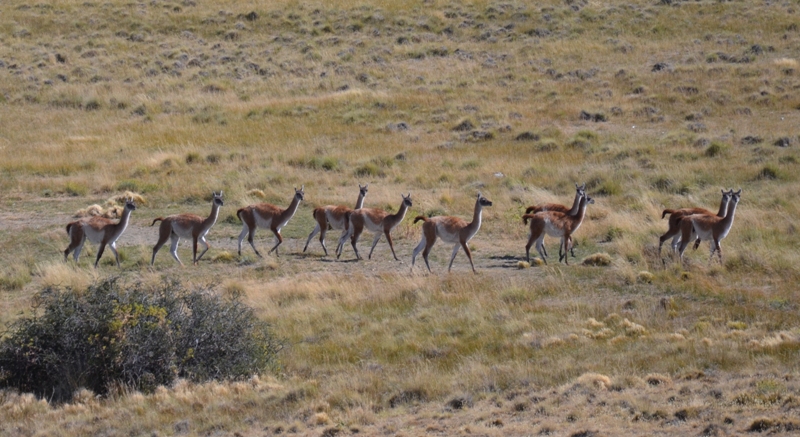 Patagonia_1_54.JPG