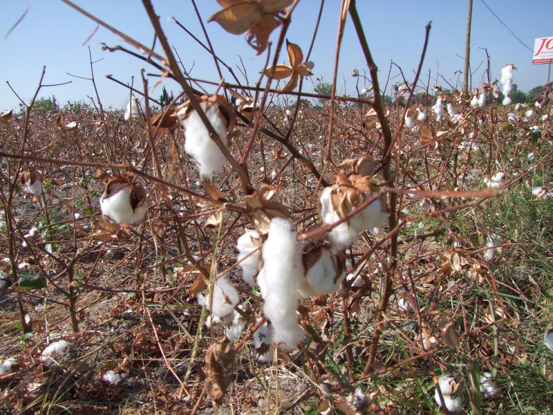 Cotton.web.jpg